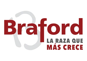 Braford